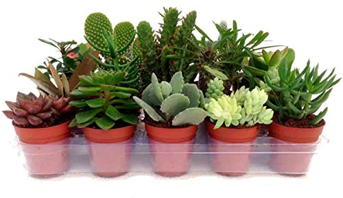 Pack 10 Crasas Variadas en Maceta 5cm Pequeñas Kit Ahorro Plantas Suculentas