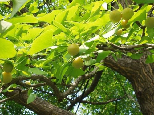 Ginkgobaum Ginkgo biloba Pflanze 45-50cm Baum des Jahrtausends Fächerblattbaum