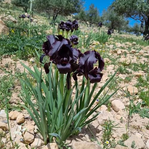 bulbi di iris, resistenti in vaso giardino, esterno selvatiche 3pcs