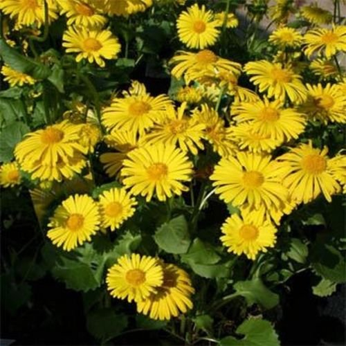 Leopard Bane (Doronicum orientale) - 50 semi