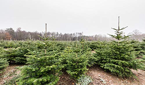 100st. Nordmanntanne 4-jährig 15-25cm – Abies nordmanniana Jungpflanze | Immergrüner Nadelbaum für Weihnachtsbaum-Anzucht & Garten | Wurzelware