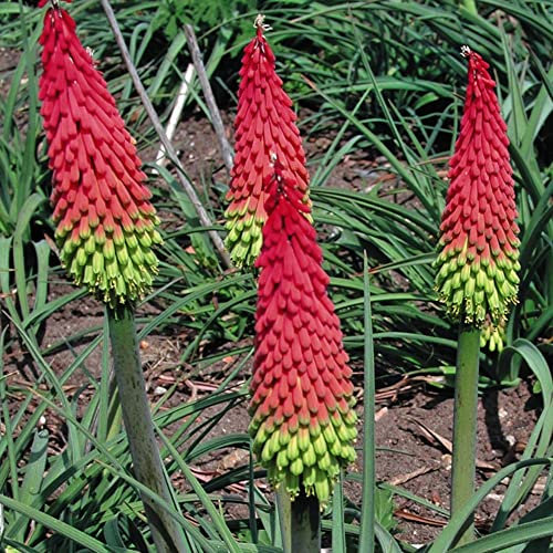 Red Hot Poker Seeds 'Traffic Lights' Kniphofia hirsute Torch Lily Evergreen Hardy Perennial Easy to Grow Your Own Outdoor Garden Flower Plants (Approx. 20 Seeds) by Thompson and Morgan