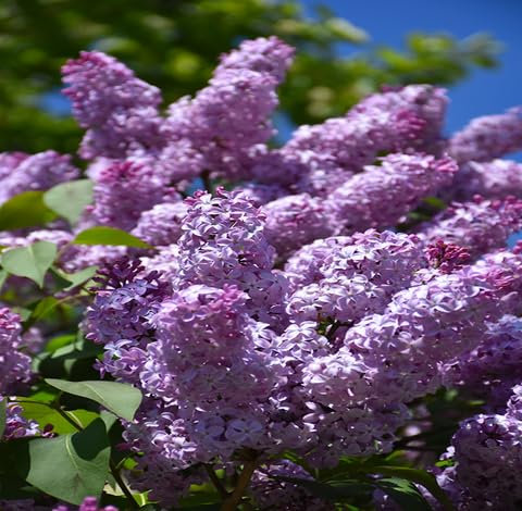 60pieces Purple Common Lilac Flower Seeds