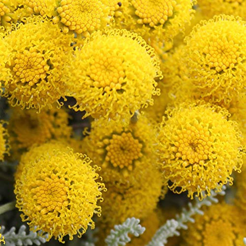 Santolina chamaecyparissus Cotton Lavender Evergreen Potted Dwarf Garden Shrub (20-30cm (Incl. Pot))
