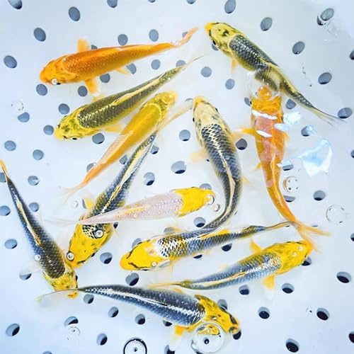 Toledo Goldfish Live Sunshine Yellow Koi, Mix of Standard or Butterfly Fin Species, Perfect for Ponds, Tanks, and Aquariums - 4-5 Inches, 5 Count