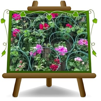 EURO PLANTS VIVAI Geranio Edera su Vaso da 14 cm. Pianta Ornamentale Quantità Nr 10 Piante