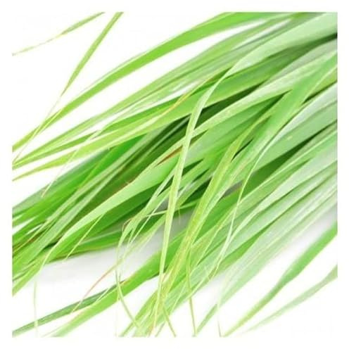 Semillas de Lemograss Planta Citronela para Cultivar en Casa