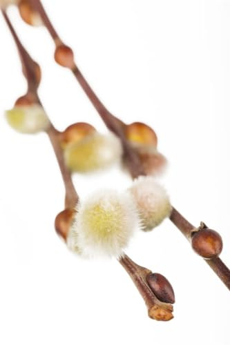 Salix caprea 'Curly Locks' 60 cm Stammhöhe – Winterhart, Mehrjährig, Pflegeleicht – Kätzchenweide – Kübelpflanze für Garten & Terrasse
