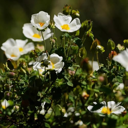 Zistrose - für sonnige plätze Cistus creticus - seltene bodendecker blumenwiese blumensamen steingartenpflanzen winterhart 80Samen