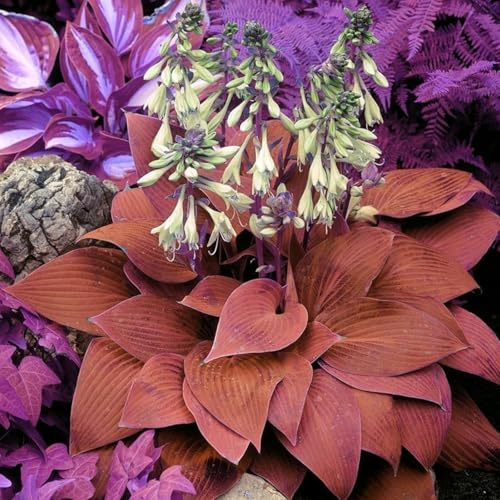 Mix Hosta Bulbi, piante erbacee perenni, Hosta Bulbi grande, Ambiente paesaggistico, Hosta in vaso, profumate, pianta Hosta(Non artificiali)-4 Bulbi-B