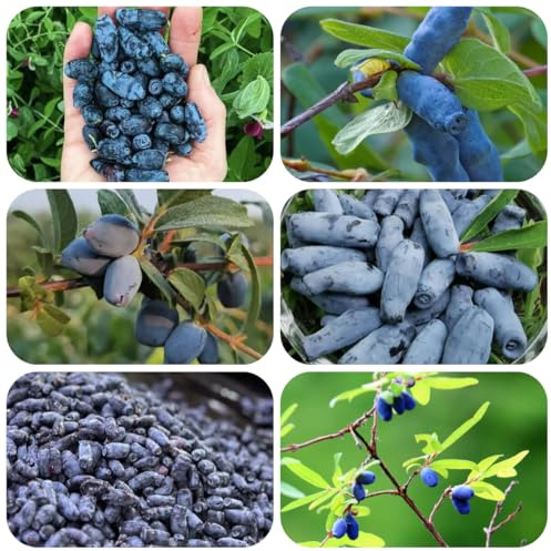 Semi di mirtillo siberiano decorazione soggiorno di lonicera caerulea di sapote, resistenti, luoghi soleggiati 60pcs