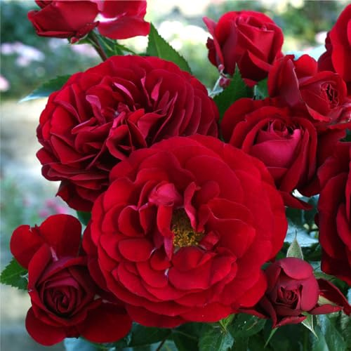 Heirloom Floribunda Roses, Live Own Root Plant for Outdoor Garden, Citiscape® Bordeaux™, Lightly FragrantHardiness Zones: 4-9, Repeat Blooming
