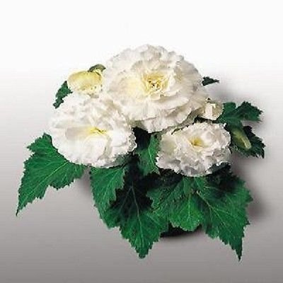 Tuberous Begonia Seeds Nonstop Mocha White 15 The pellets: Only Seeds