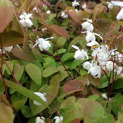 6x Elfenblume 'Niveum' - Epimedium youngianum 'Niveum' - Topf 9x9cm - Weiße Blütenstaude