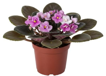Violeta Africana Saintpaulia Ionantha - DECOALIVE Maceta de 12 cm Altura 20 cm Planta Decorativa de Interior