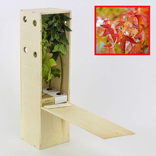 LIQUIDAMBAR. Arbolito de pequeño tamaño en caja de madera. Alveolo forestal. (4)