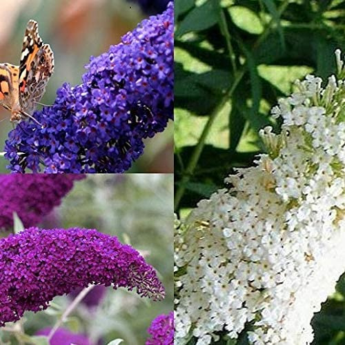 3 X Sommerflieder-Sortiment: 3-er set Schmetterlingsflieder/Buddleja, Duftend und Winterhart | Je eine Pflanze Buddleia 'Empire Blue', Pink Delight' und 'White Profusion ' | 3 X 2 Liter Topf