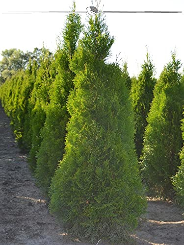 Lebensbaum Thuja Smaragd 100-120 cm im Topf. 5 Pflanzen. Thuja Hecke: immergrün