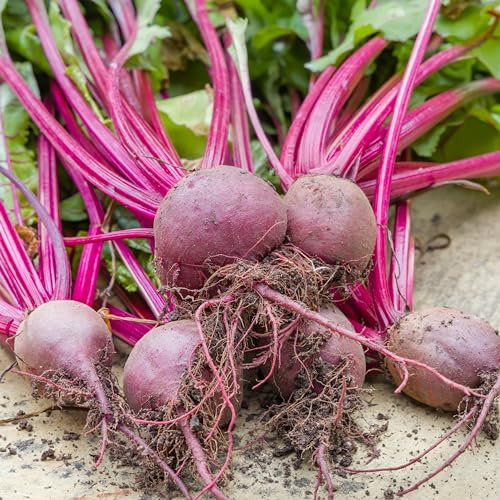 PREMIER SEEDS DIRECT - Beetroot Seeds - BOLTARDY (500 Seeds)