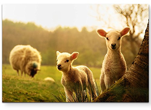 Paul Sinus Art Leinwandbilder | Bilder Leinwand 120x80cm Lämmer im Frühling