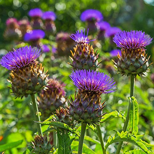 CYNARA CARDUNCULUS SENZA SPINE NR.25 SEMI