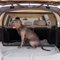 TAZZOR Universal Hundegitter für Auto Rücksitz & Kofferraum 142 cm Breit Hundenetz Auto mit Durchsichtigem Maschennetz Faltbare Schutzgitter Dog für Große SUVs Lkws und Limousinen