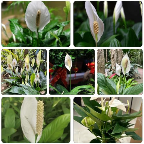 giglio pace - Spathiphyllum kochii giardino perenne resistenti giardino bonsái ufficio interni semi autunno, resistenti, 15pcs