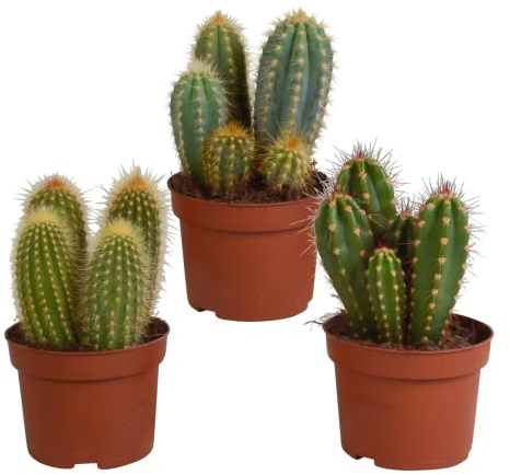 Cactus | mezcla de cactus columnares | 3 piezas | varias variedades | Ø 10,5 cm | ↕ 18-23 cm | Plantas de interior de fácil cuidado