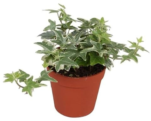 Hiedra Variegata Bicolor Planta Natural para Casa y Oficina
