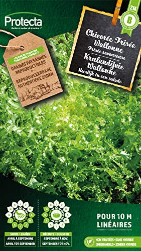 Achicoria krause Valonie- Protecta Semillas Bauerl.
