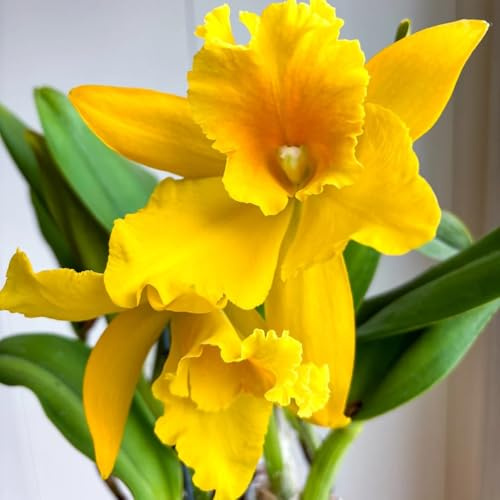 semi Cattleya decorazione giardino interni tagliati orchidee giardino selvaggio letto elevato balcone scalatrici con, 150pcs