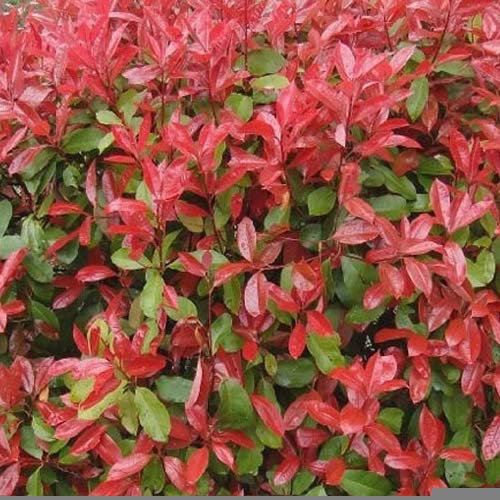 GardenersDream Photinia Red Robin - All Year Round Colourful Christmas Berry Ornamental Tree - Garden Ready Evergreen Hedging Plant - Captivating Flowering Shrub for Garden (9cm pots, 50 Plants)