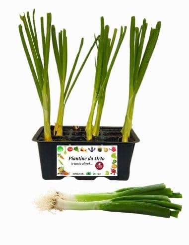 P. Piantine da Orto | Cipollotto Bianco, Pianta da Orto o Balcone Pronta al Trapianto, Kit da 9 Piantine, Pianta Vera da Esterno, Vivaio Italiano