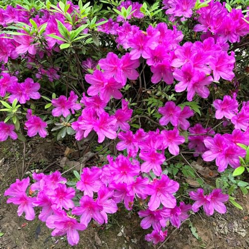 semillas resistentes del rododendro, cubren el suelo balcón 250pcs