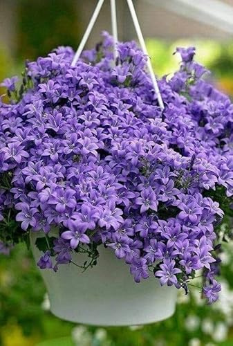 1 Pack of 300 SEEEDS Campanula Persicifolia Blue