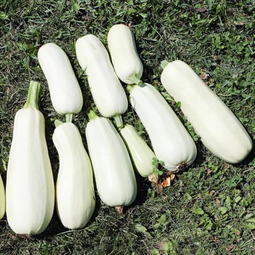 calabacín semillas de hortalizas orgánicas, variedades tradicionales calabacín trepador semillas de hortalizas resistentes camas elevadas verdes lugares soleados 200semillas