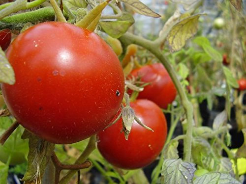Premier Seeds Direct Tomato - Heinz 1350-50 Seeds