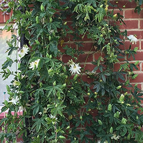 GardenersDream Passiflora Snow Queen - Weiße Passionsblume Pflanze - Kletterpflanzen Schneeweiß - Balkon Pflanzen Eleganz