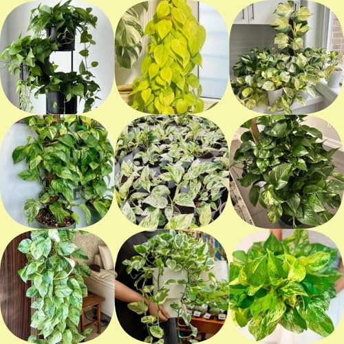 Semi di Pothos - balcone semi di resistenti esterno in vaso prodotti sostenibili ufficio decorative per la decorazione pareti per giardinieri 550pcs