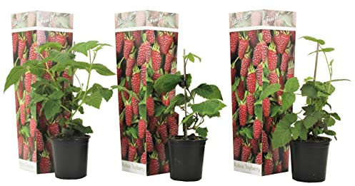 Plant in a Box - Rubus 'Tayberry' - 3er Set - Kreuzung zwischen Brombeere und Himbeere - Tiefrote Früchte - Laubabwerfende Gartenpflanze - Topf 9cm - Höhe 25-40cm