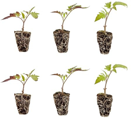Bonnie Plants Better Boy Tomato Plug, Live Plant, for Burgers, Salsa, and Sauces, Full Sun, 3 Cubic in., 6 Pack