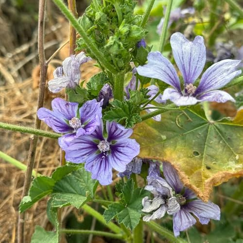 semi di malva biologici primaverili, resistenti in vaso semi di malva d'appartamento rare da giardino da balcone ornamentali per luoghi 500semi