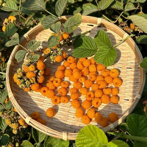 semi di lampone - rare resistenti, in vaso giardino 250pcs
