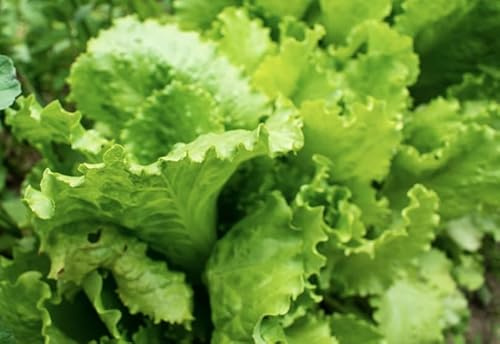 Arianna Batavian Lettuce Seeds for Planting (Lactuca Sativa) – 1000+ Non-GMO Heirloom Seeds by Isla’s Garden Seeds, Crisp Heat-Tolerant Leaves, Reliable Summer Harvests, Great Garden Gift