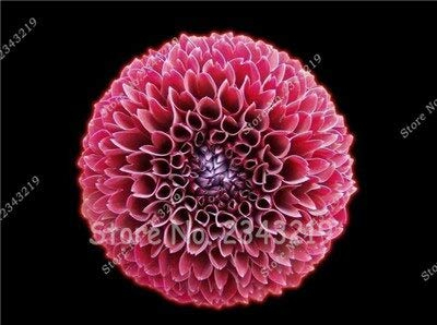 16 : New 100/Bag Dinner Plate Rainbow Dahlia Seeds, Chinese Peony Bonsai Flower Seeds for Perennial Flowers Garden Planting