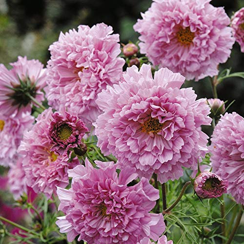 Cosmos 'Double Click Rose Bonbon' Half-Hardy Annual Summer Autumn Flowering Garden Plants Grow Your Own 1 x Seed Packet (20Seeds) Cosmos 'Double Click Rose Bonbon' by Thompson and Morgan