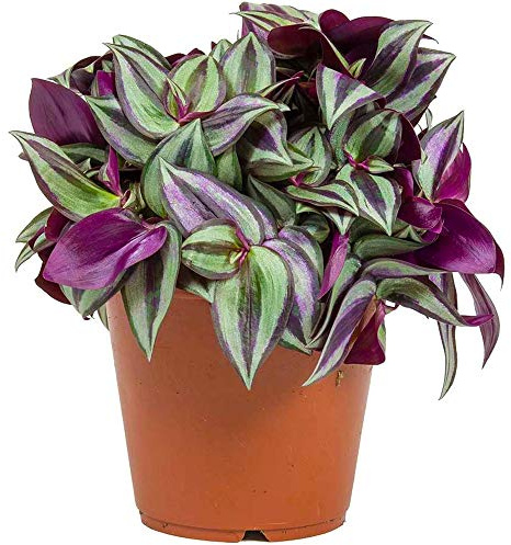 Tradescantia Zebrina Ebreo Errante per Ufficio o Casa (15-25 cm)