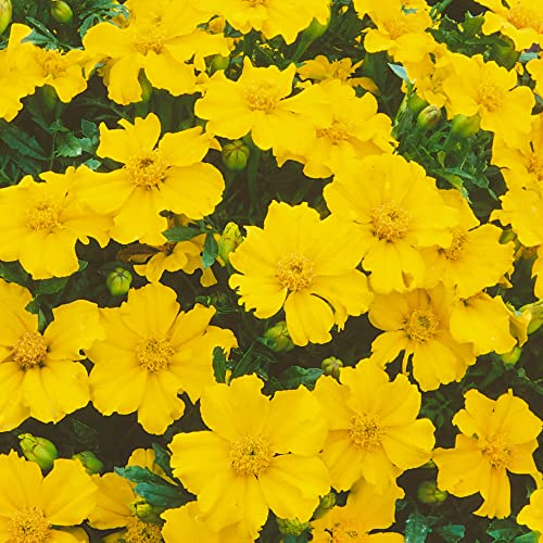 Mexican Tarragon Seeds - 0.25 Oz ~3750 Seeds - Non-GMO, Heirloom - Herb Garden - Tagetes lucida