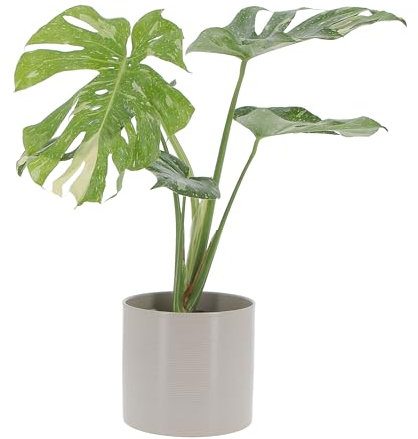 KENTIS - Monstera Thai Constellation - Piante Rare da Interno Ornamentali - Pianta Vera da Appartamento Purifica Aria - H 60/70 cm Vaso Ø 17 cm