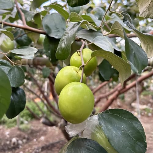 Semi di giuggiola (jujuba),Semi di,per esterno Coltivazione di semi,da frutto colonnari da frutto,a crescita rapida 30pcs